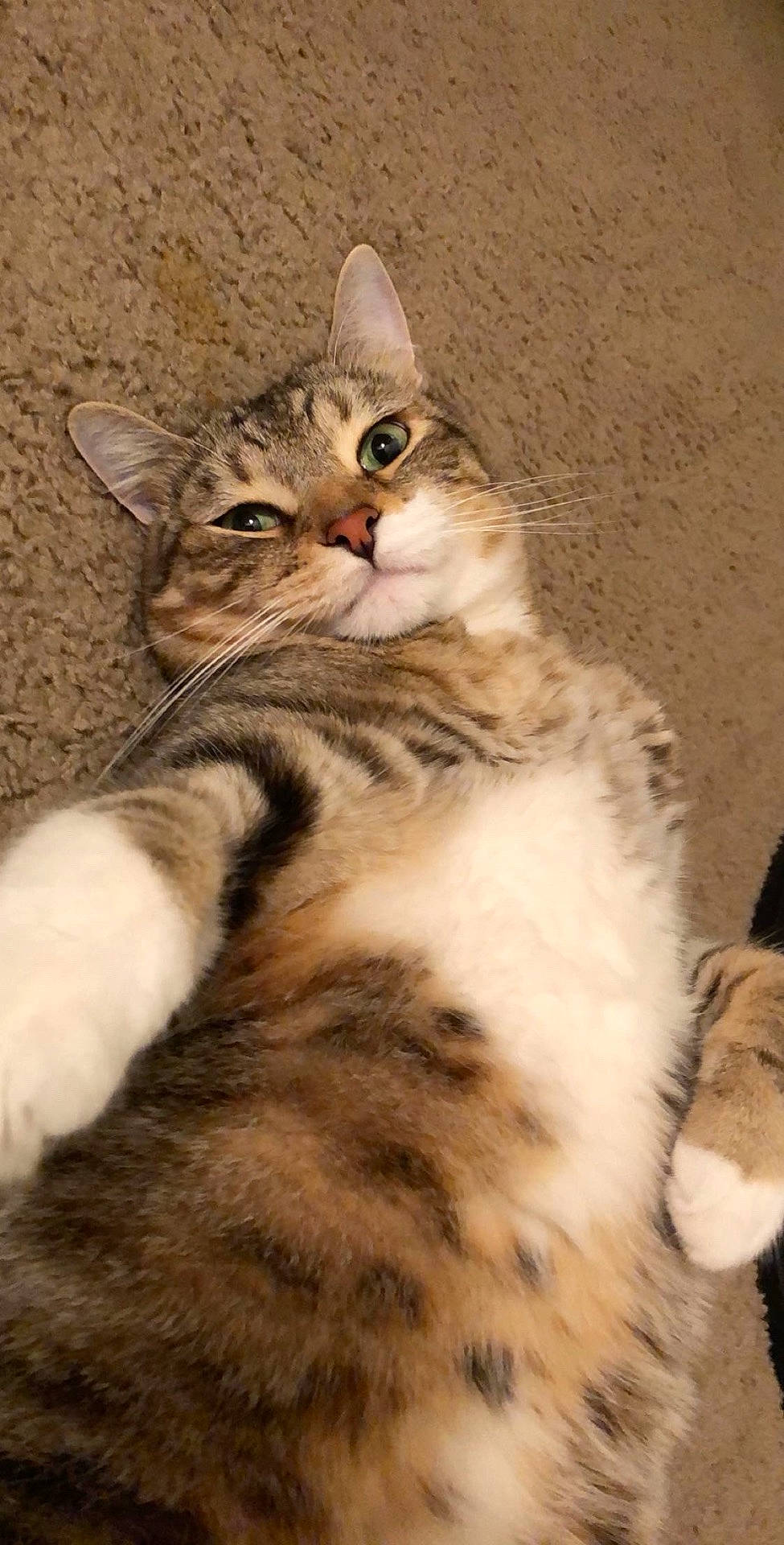 Nino joined the competition — help win amazing prizes! animal, carpet, cat, close_up, cute, domestic_animal, feline, fur, indoor, lying_down, mammal, paw, pet, playful, relaxed, sleepy, striped, tabby, whiskers, white_paws