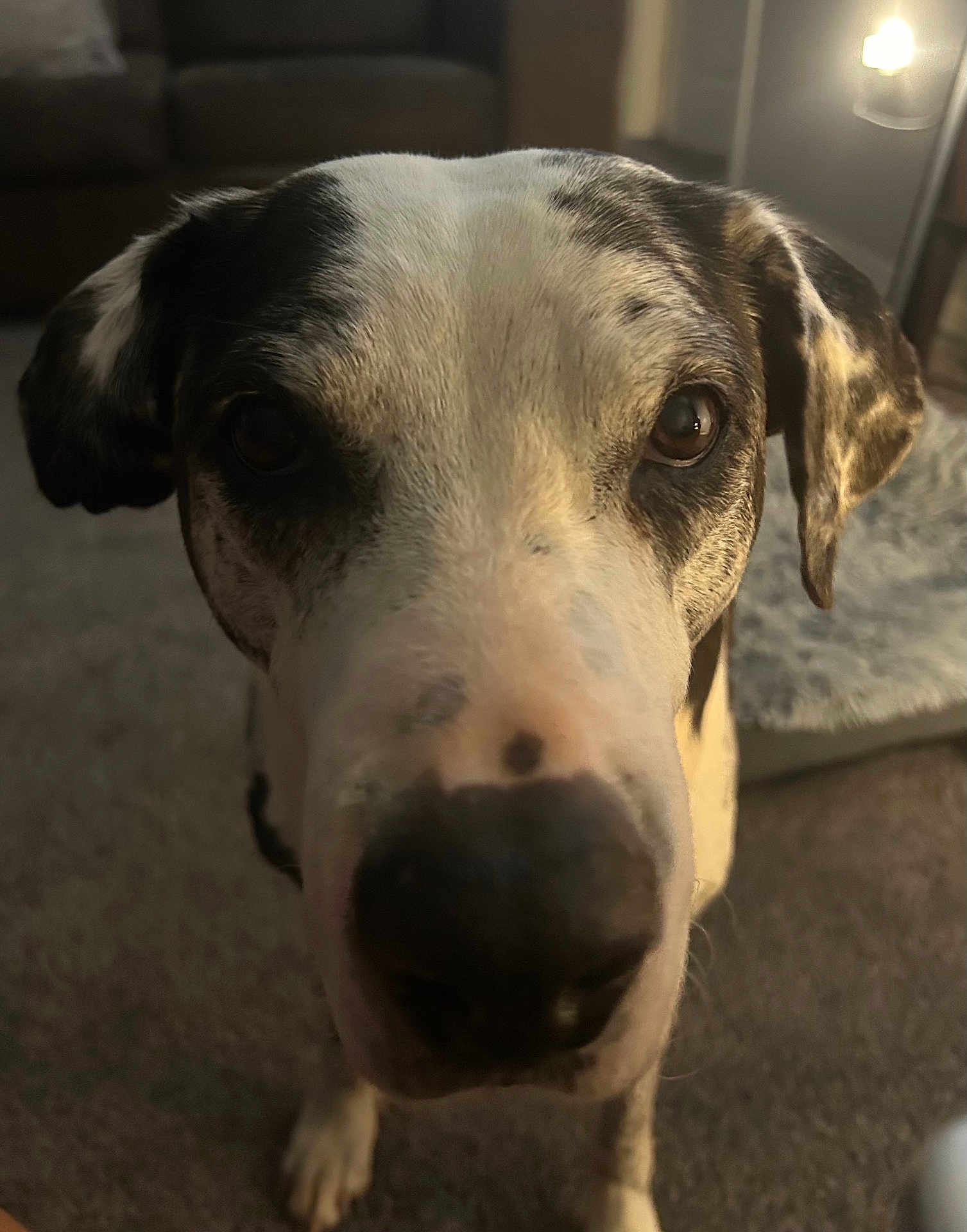 Lilly joined the competition — help win amazing prizes! dog, close_up, indoor, carpet, black_and_white, pet, animal, canine, face, fur, ears, nose, curious, looking, mammal, companion, home, cute, domestic, portrait
