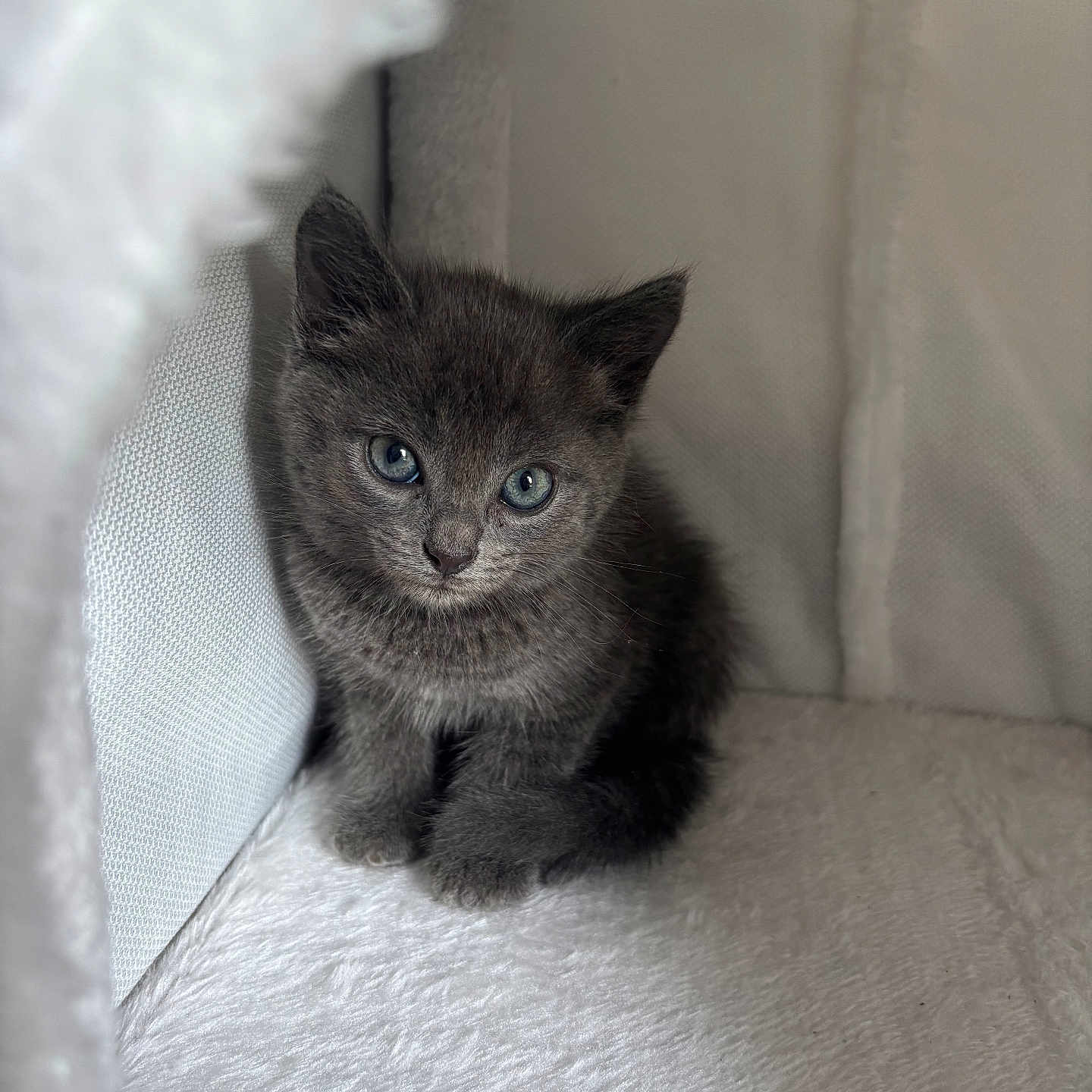 Bella participe au concours pour gagner de l'argent avec cette photo : kitten, gray_cat, blue_eyes, furry, pet, indoor, cozy, soft_texture, curious, small, cute, animal, young, fluffy, sitting, closeup, white_background, adorable, domestic_cat, portrait