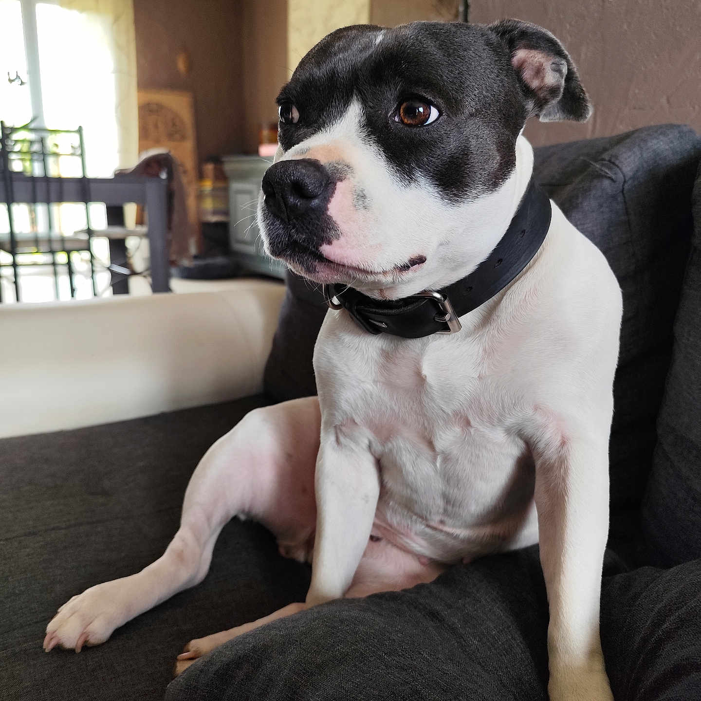 Aya participe au concours pour gagner de l'argent avec cette photo : animal, architecture, building, bulldog, canine, chair, couch, cushion, dog, furniture, homedecor, hound, indoors, interiordesign, livingroom, pet, pitbull, pointer, puppy, room