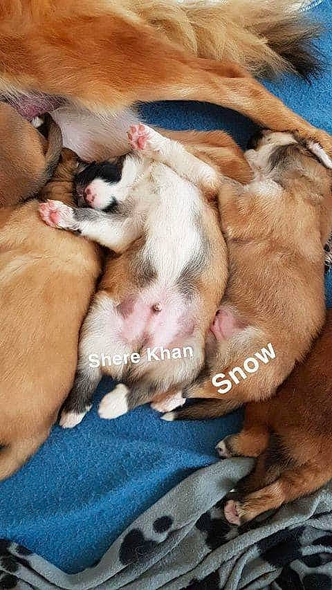 Shere Khan participe au concours pour gagner de l'argent avec cette photo : barechested, canidae, carnivore, comfort, companion_dog, dog, dog_breed, fawn, fur, nap, non_sporting_group, paw, puppy, puppy_love, sleep, snout, sporting_group, toy_dog, whiskers, wrinkle