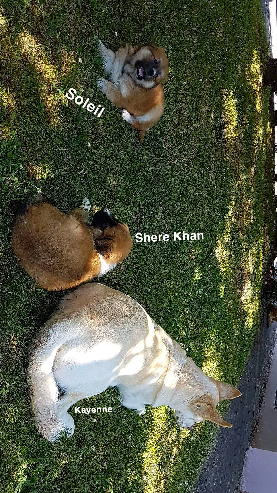 Shere Khan participe au concours pour gagner de l'argent avec cette photo : adaptation, canidae, collage, companion_dog, dog_breed, edible_mushroom, fawn, font, fungus, fur, grass, landscape, mushroom, natural_landscape, organism, photo_caption, rectangle, sporting_group, terrestrial_animal, wildlife