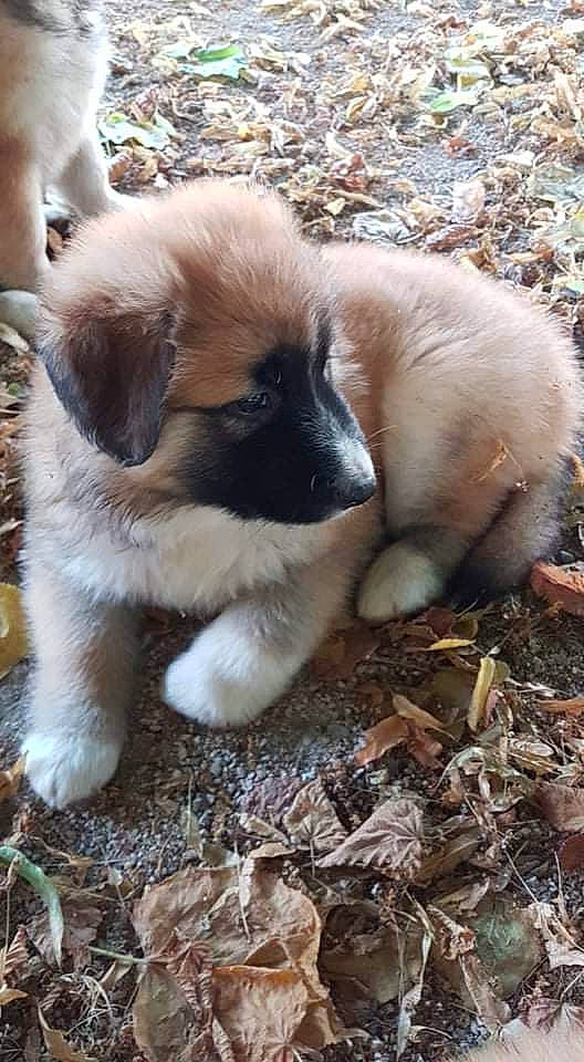 Shere Khan a rejoint le concours — aidez-le/la à gagner de superbes lots ! canidae, carnivore, companion_dog, dog, dog_breed, fawn, fur, non_sporting_group, puppy, snout, soil, sporting_group, terrestrial_animal, wildlife, working_animal