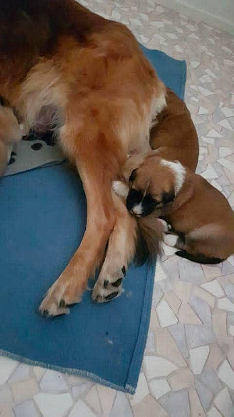 Shere Khan participe au concours pour gagner de l'argent avec cette photo : canidae, carnivore, comfort, companion_dog, dog, dog_breed, dog_supply, fawn, floor, flooring, foot, fur, hardwood, paw, pet_supply, snout, sporting_group, tail, working_animal, working_dog