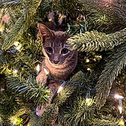 Taco is registered to the contest to win money with this photo: animal, branches, cat, christmas_tree, closeup, curious, cute, decorations, eyes, feline, festive, fur, greenery, holiday_lights, indoor, nature, pet, playful, soft_lighting, whiskers