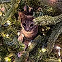 animal, branches, cat, christmas_tree, closeup, curious, cute, decorations, eyes, feline, festive, fur, greenery, holiday_lights, indoor, nature, pet, playful, soft_lighting, whiskers