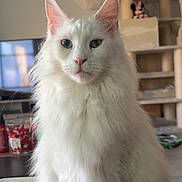Utopia a rejoint le concours — aidez-le/la à gagner de superbes lots ! cat, white_cat, heterochromia, fluffy_fur, indoor, pet, table, cat_tree, furniture, living_room, domestic_animal, closeup, portrait, cute, animal, whiskers, ears, eyes, sitting, household