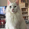 cat, white_cat, heterochromia, fluffy_fur, indoor, pet, table, cat_tree, furniture, living_room, domestic_animal, closeup, portrait, cute, animal, whiskers, ears, eyes, sitting, household