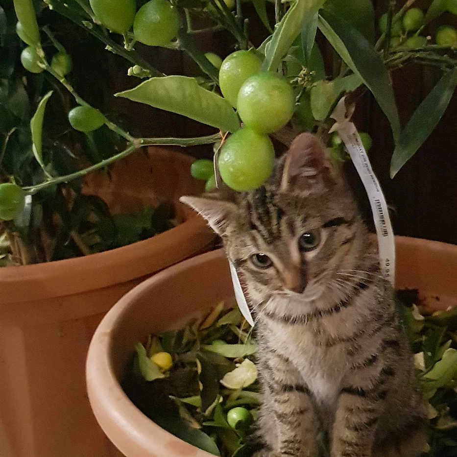 Chipie participe au concours pour gagner de l'argent avec cette photo : animal, cat, citrusfruit, cookware, food, fruit, grapes, jar, kitten, leaf, pet, plant, planter, pot, pottedplant, pottery, produce, sphere, vase, wood