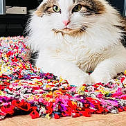 Nova joined the competition — help win amazing prizes! cat, fluffy, white, brown, green_eyes, pink_nose, multicolored_rug, shaggy_rug, indoor, close_up, pet, feline, relaxed, lying_down, wooden_floor, home, animal, cute, portrait, cozy