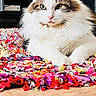 cat, fluffy, white, brown, green_eyes, pink_nose, multicolored_rug, shaggy_rug, indoor, close_up, pet, feline, relaxed, lying_down, wooden_floor, home, animal, cute, portrait, cozy