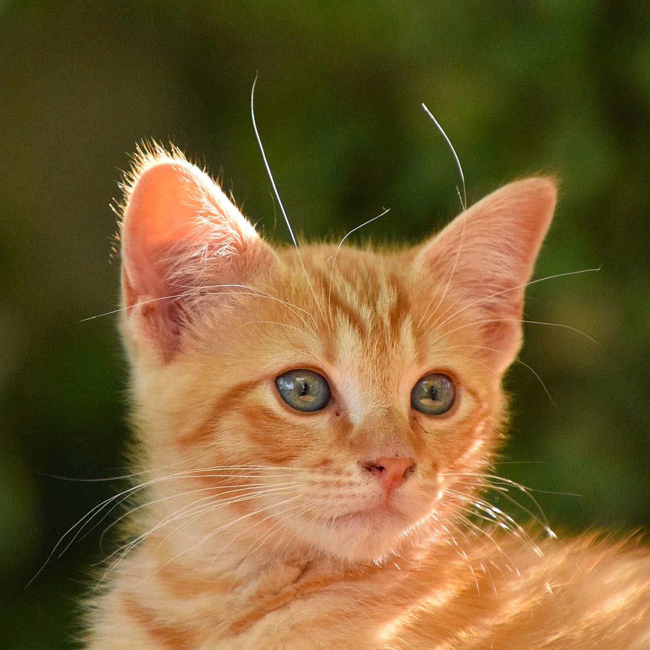 Ratafia participe au concours pour gagner de l'argent avec cette photo : animal, cat, close_up, cute, domestic_cat, ears, feline, fur, green_background, kitten, nature, orange_tabby, outdoor, pet, portrait, relaxed, soft_focus, sunlight, whiskers, young