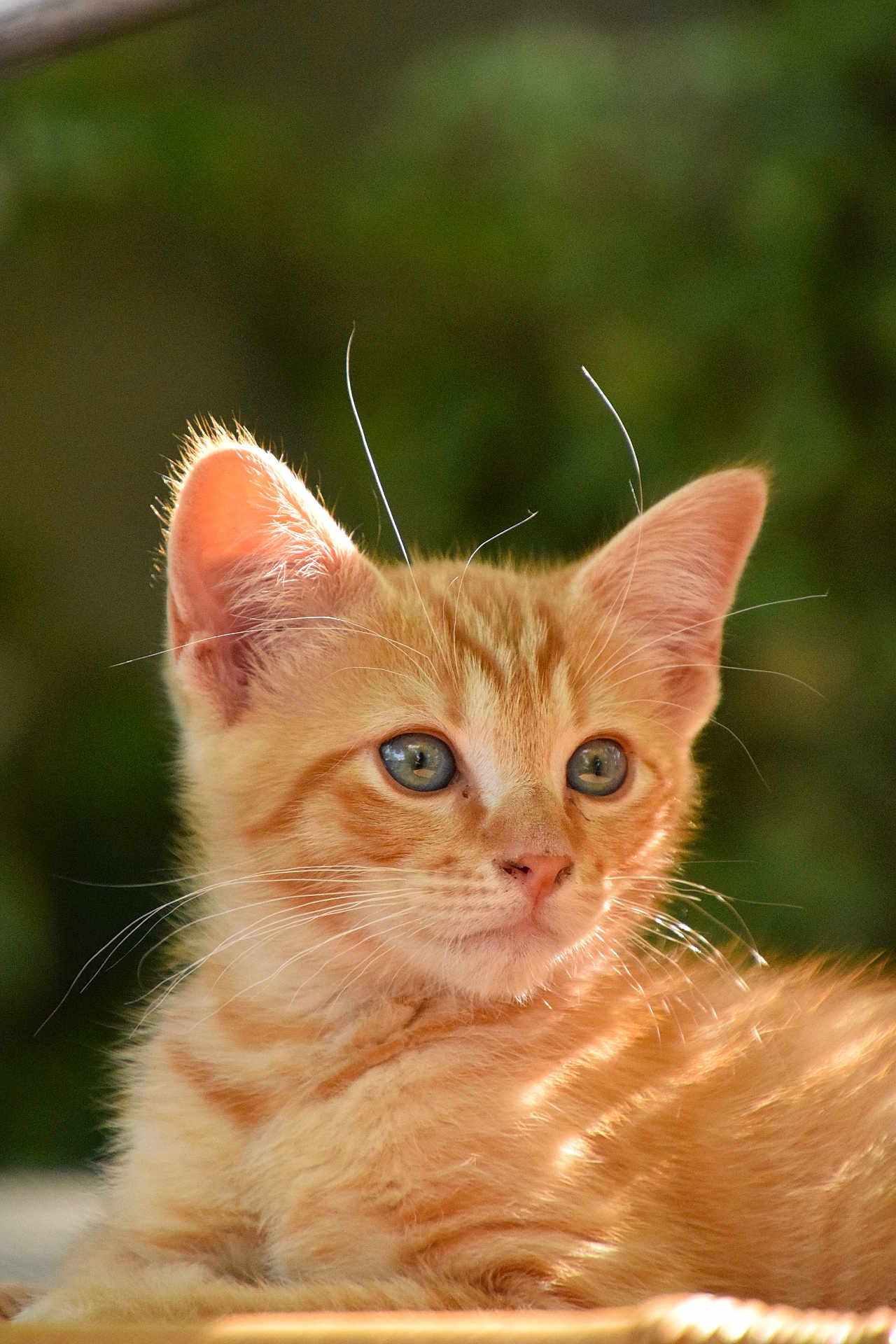 Ratafia participe au concours pour gagner de l'argent avec cette photo : cat, kitten, orange_tabby, close_up, whiskers, ears, fur, sunlight, outdoor, green_background, pet, animal, cute, young, feline, portrait, soft_focus, nature, domestic_cat, relaxed