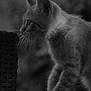 Ratafia participe au concours pour gagner de l'argent avec cette photo : cat, kitten, black_and_white, whiskers, curious, close_up, feline, pet, animal, fur, side_view, young_cat, paws, texture, woven_surface, indoor, portrait, soft_focus, monochrome, nature_background