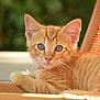 kitten, cat, orange_tabby, blue_eyes, feline, pet, animal, cute, young, fur, whiskers, ear, chair, woven_chair, sunlight, outdoor, nature, relaxing, portrait, close_up