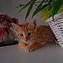 Ratafia participe au concours pour gagner de l'argent avec cette photo : kitten, orange_cat, feline, pet, animal, indoor, plant, wicker_basket, flower, vase, table, cute, young, resting, fur, whiskers, ears, eyes, domestic_cat, closeup