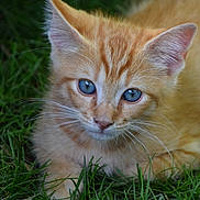 Ratafia a rejoint le concours — aidez-le/la à gagner de superbes lots ! cat, kitten, orange_tabby, blue_eyes, whiskers, fur, grass, outdoor, close_up, animal, pet, cute, young, nature, mammal, feline, playful, soft, lying_down, curious