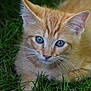 cat, kitten, orange_tabby, blue_eyes, whiskers, fur, grass, outdoor, close_up, animal, pet, cute, young, nature, mammal, feline, playful, soft, lying_down, curious