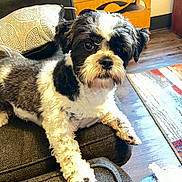 Cooper is registered to the contest to win money with this photo: dog, black_and_white, fluffy, couch, indoor, living_room, pillow, wooden_floor, rug, furniture, pet, curious, relaxed, companion, animal, cute, domestic, canine, fur, resting