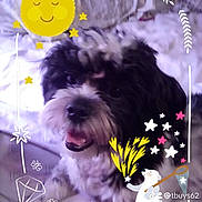 Cooper joined the competition — help win amazing prizes! bear_illustration, bed, black_and_white, blanket, cartoon_elements, dog, eyes, face, fluffy, fur, home_interior, nose, pet, pillow, portrait, puppy, stars, sticker_overlay, sun_illustration, tongue