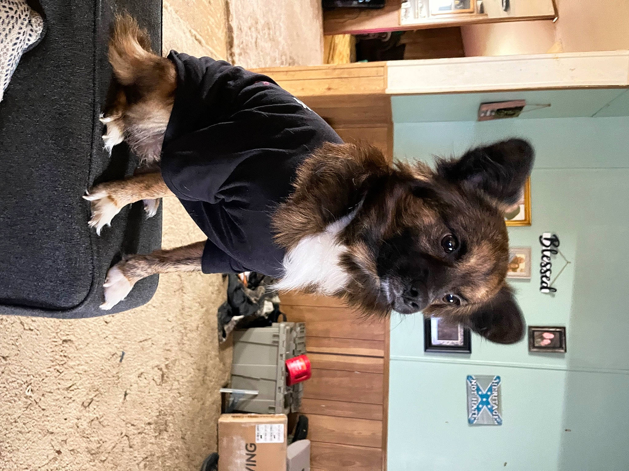 Charlie is registered to the contest to win money with this photo: cabinetry, canidae, carnivore, companion_dog, dog, dog_breed, fawn, fur, german_shepherd_dog, home_appliance, king_shepherd, kitchen_appliance, old_german_shepherd_dog, snout, sporting_group, working_animal