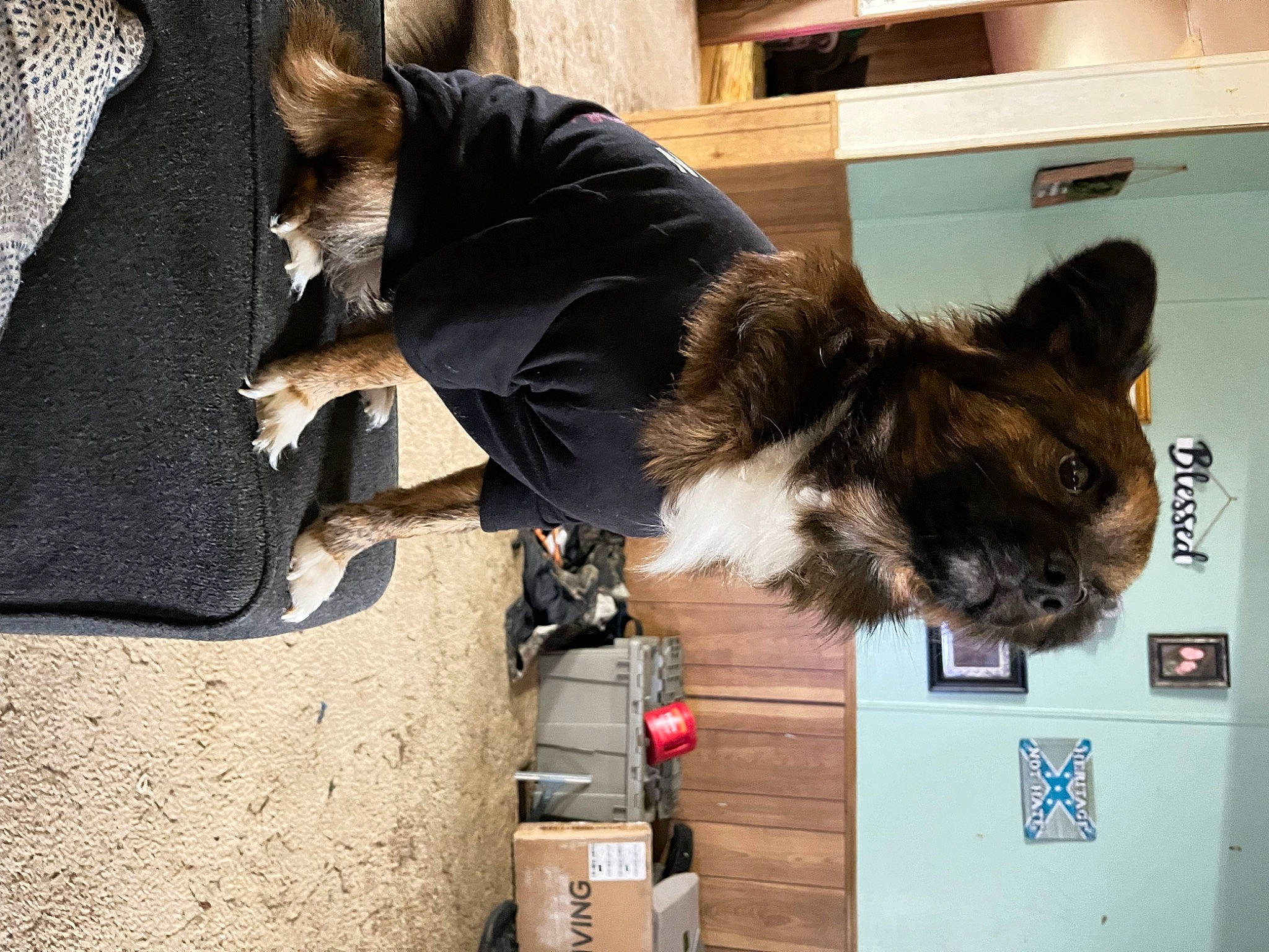 Charlie is registered to the contest to win money with this photo: cabinetry, canidae, comfort, companion_dog, dog_breed, door, felidae, flooring, fur, shipping_box, small_to_medium_sized_cats, sporting_group, tail, whiskers