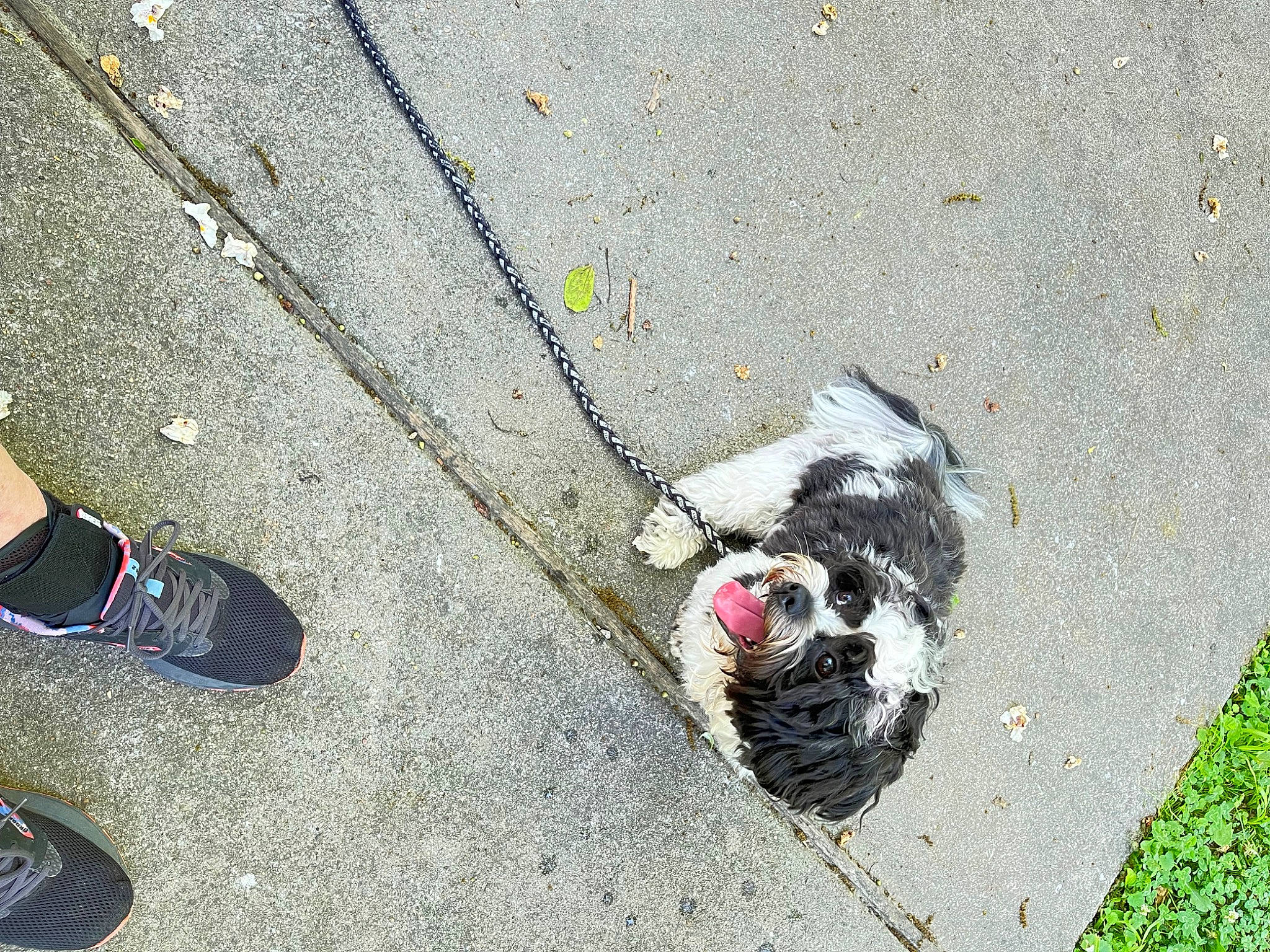 Cooper joined the competition — help win amazing prizes! asphalt, beak, bird, carmine, city, concrete, flooring, foot, footwear, grass, grey, human_leg, road, road_surface, shadow, shoe, sidewalk, sneakers, soil, tar