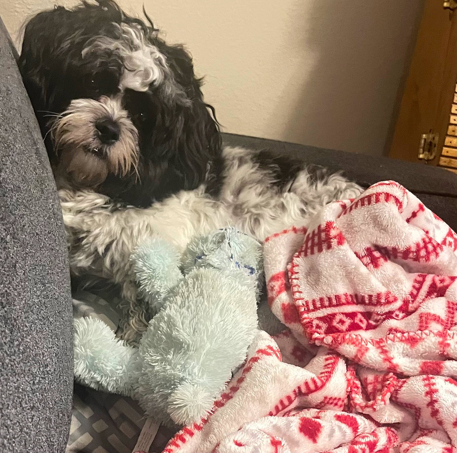 Cooper joined the competition — help win amazing prizes! canidae, carmine, carnivore, comfort, companion_dog, dog, dog_breed, fur, linens, liver, nap, pattern, puppy_love, small_terrier, snout, sporting_group, terrier, toy_dog, water_dog, working_animal