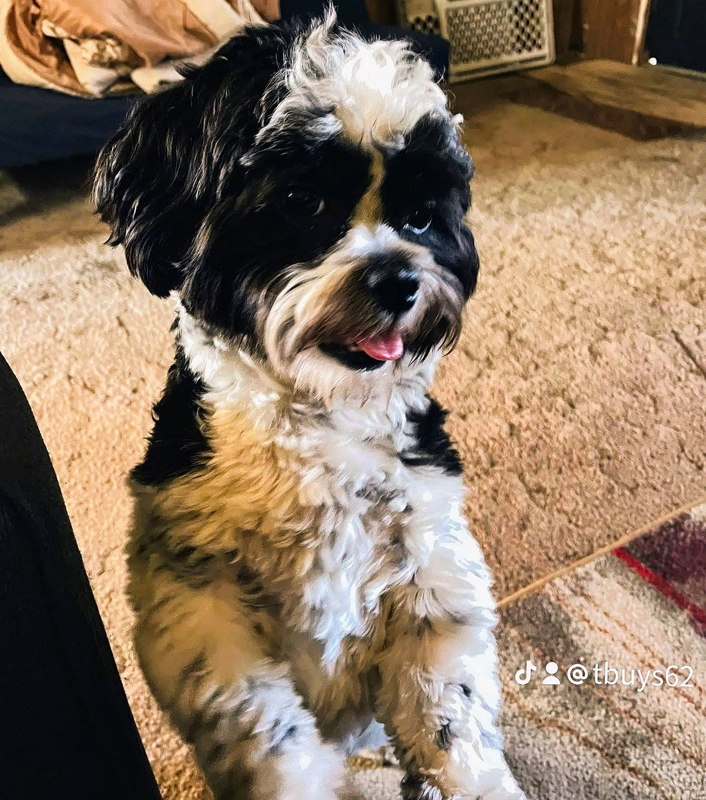 Cooper is registered to the contest to win money with this photo: canidae, carnivore, companion_dog, dog, dog_breed, dog_collar, fur, liver, maltepoo, non_sporting_group, poodle_crossbreed, shih_poo, small_terrier, sporting_group, terrier, toy_dog, water_dog, working_animal, working_dog, yorkipoo