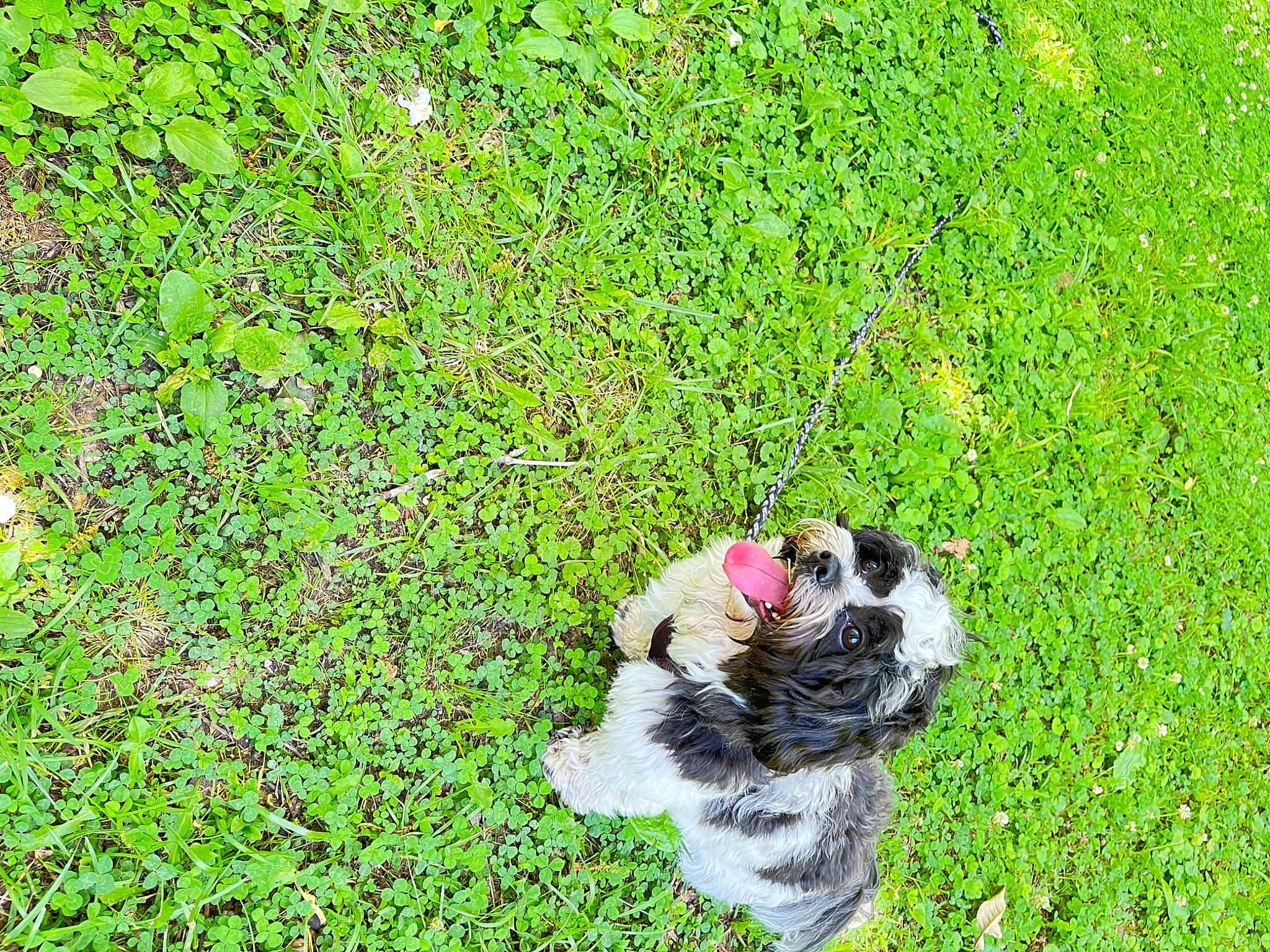 Cooper joined the competition — help win amazing prizes! canidae, carnivore, companion_dog, dog, dog_breed, domestic_short_haired_cat, felidae, fur, grass, grass_family, grassland, groundcover, lawn, people_in_nature, plant, shrub, small_to_medium_sized_cats, sporting_group, tail, whiskers