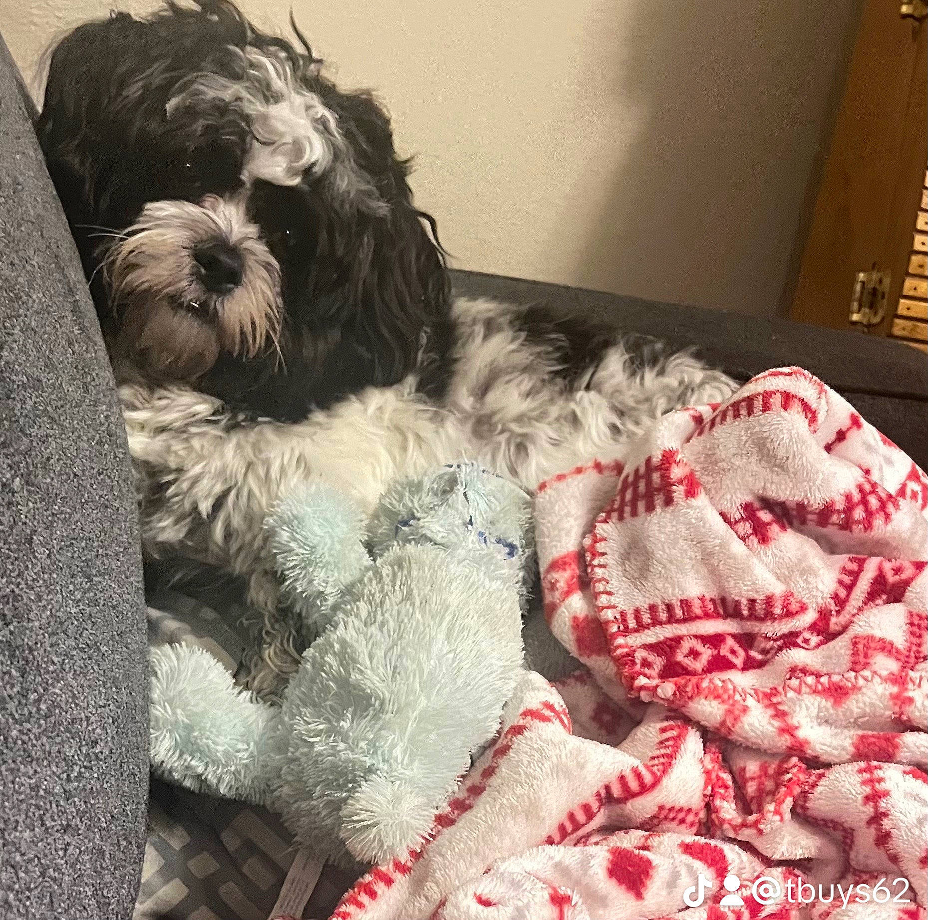 Cooper joined the competition — help win amazing prizes! canidae, carnivore, comfort, companion_dog, dog, dog_breed, fur, linens, nap, pattern, puppy_love, schnauzer, small_terrier, snout, sporting_group, tail, terrier, toy_dog, water_dog, working_animal