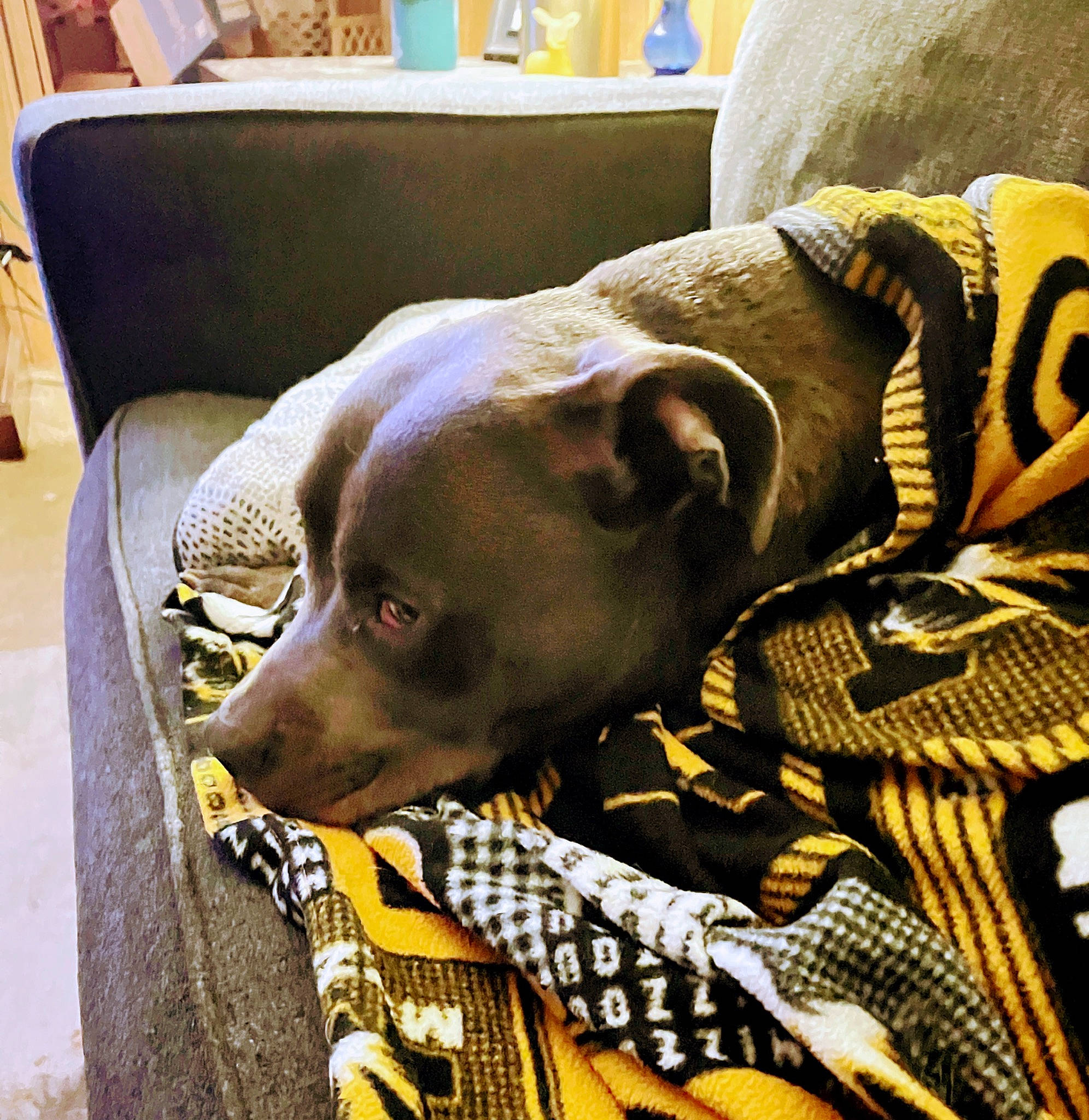 Johngotti joined the competition — help win amazing prizes! canidae, carnivore, chair, collar, comfort, companion_dog, couch, dog, dog_breed, dog_collar, dog_supply, fawn, fur, guard_dog, linens, pet_supply, snout, sporting_group, whiskers, working_animal