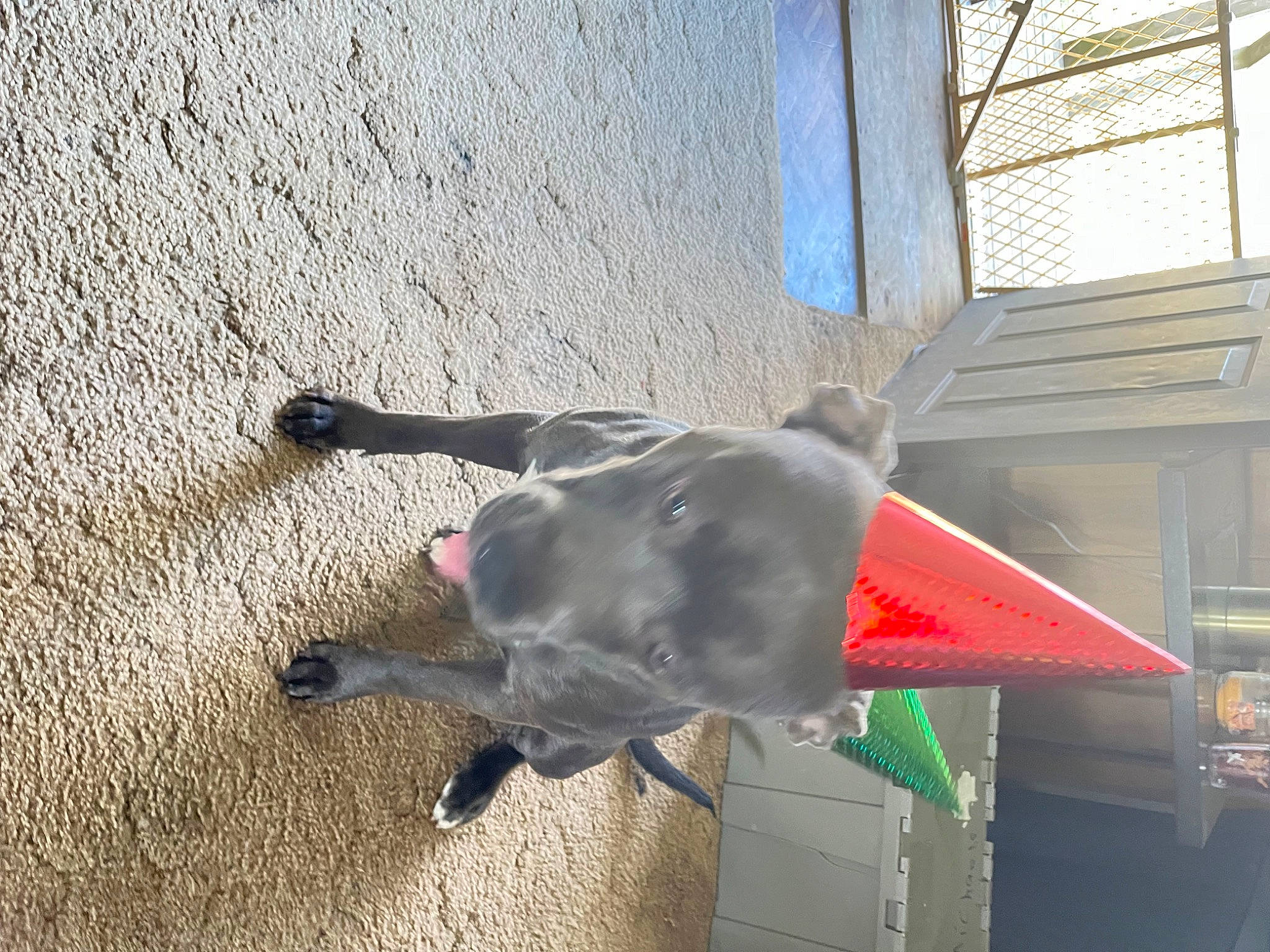 Johngotti joined the competition — help win amazing prizes! canidae, carnivore, collar, companion_dog, concrete, dog, dog_breed, dog_collar, dog_supply, fawn, non_sporting_group, pet_supply, shadow, sporting_group, tail, working_animal