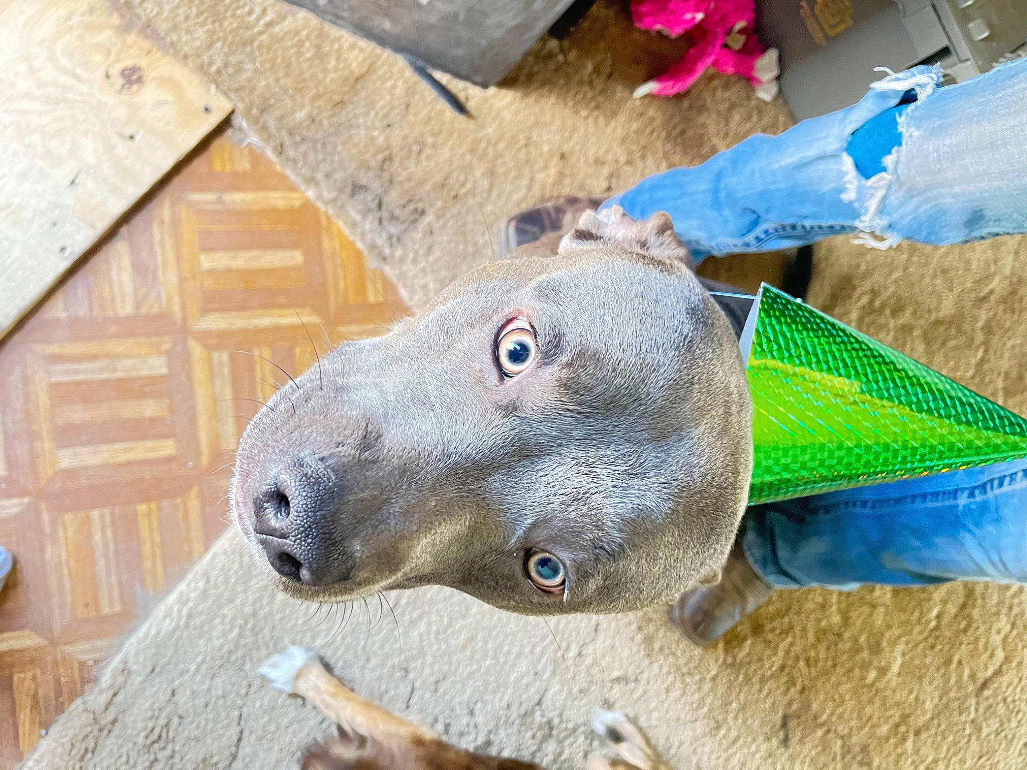 Johngotti is registered to the contest to win money with this photo: art, canidae, carnivore, collar, dog, dog_breed, electric_blue, fashion_accessory, fawn, metal, sculpture, snout, sporting_group, terrestrial_animal, toy, wood, working_animal