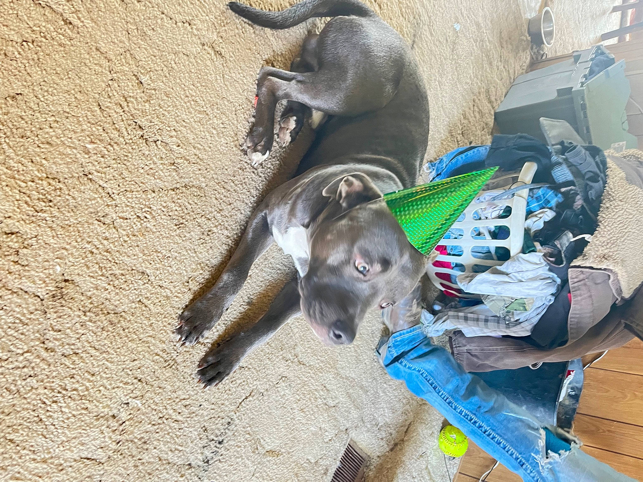 Johngotti is registered to the contest to win money with this photo: bag, canidae, carnivore, dog_breed, felidae, fur, russian_blue, sporting_group, terrestrial_animal, working_animal