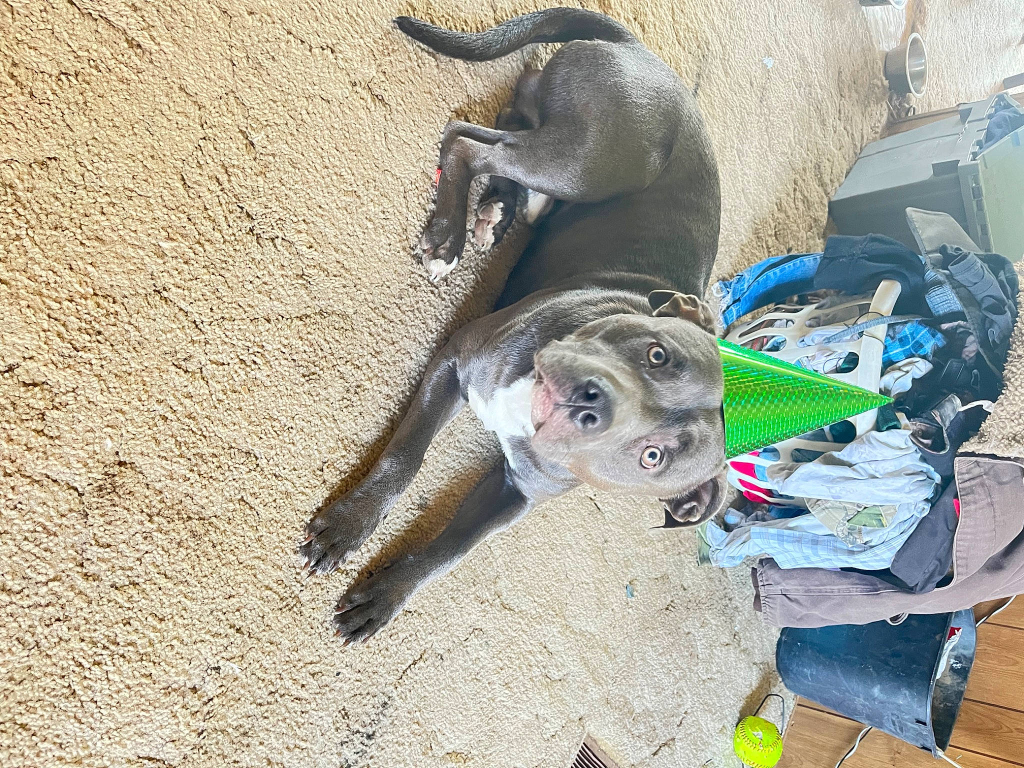 Johngotti joined the competition — help win amazing prizes! art, artist, canidae, concrete, dog_breed, fawn, hat, painting, shadow, soil, sporting_group, tail, visual_arts, working_animal