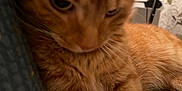 Coco is registered to the contest to win money with this photo: cat, orange_tabby, close_up, pet, feline, fur, indoor, cozy, soft_focus, warm_lighting, animal, cute, domestic_cat, whiskers, resting, portrait, sleepy, mammal, companion, furry