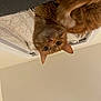 cat, orange_tabby, upside_down, bed, blanket, curious, whiskers, indoor, pet, feline, cute, fur, closeup, animal, playful, relaxed, head_tilt, nose, ears, home