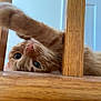 Coco is registered to the contest to win money with this photo: cat, orange_tabby, wooden_chair, playful, curious_eyes, indoor, pet, whiskers, paw, feline, close_up, wood, fur, cute, animal, domestic_cat, young_cat, relaxed, resting, looking