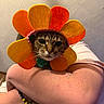 big_eyes, bracelet, brown_fur, cat, ceiling, close_up, collar, costume, cute, felt_pet_hat, flower_costume, hands, holding, human_arm, indoors, pet_owner, portrait, tabby_cat, tiled_ceiling, whiskers