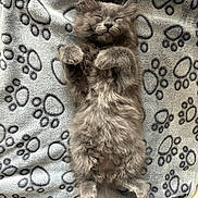 Fleuffy a rejoint le concours — aidez-le/la à gagner de superbes lots ! kitten, cat, sleeping, fluffy, gray, paw_prints, blanket, cozy, cute, pet, animal, fur, relaxed, indoors, soft, small, adorable, resting, whiskers, tail