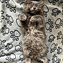 adorable, animal, blanket, cat, cozy, cute, fluffy, fur, gray, indoors, kitten, paw_prints, pet, relaxed, resting, sleeping, small, soft, tail, whiskers