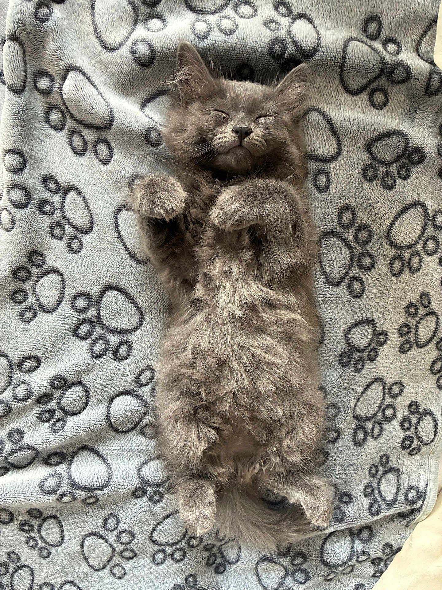 Fleuffy a rejoint le concours — aidez-le/la à gagner de superbes lots ! kitten, cat, sleeping, fluffy, gray, paw_prints, blanket, cozy, cute, pet, animal, fur, relaxed, indoors, soft, small, adorable, resting, whiskers, tail