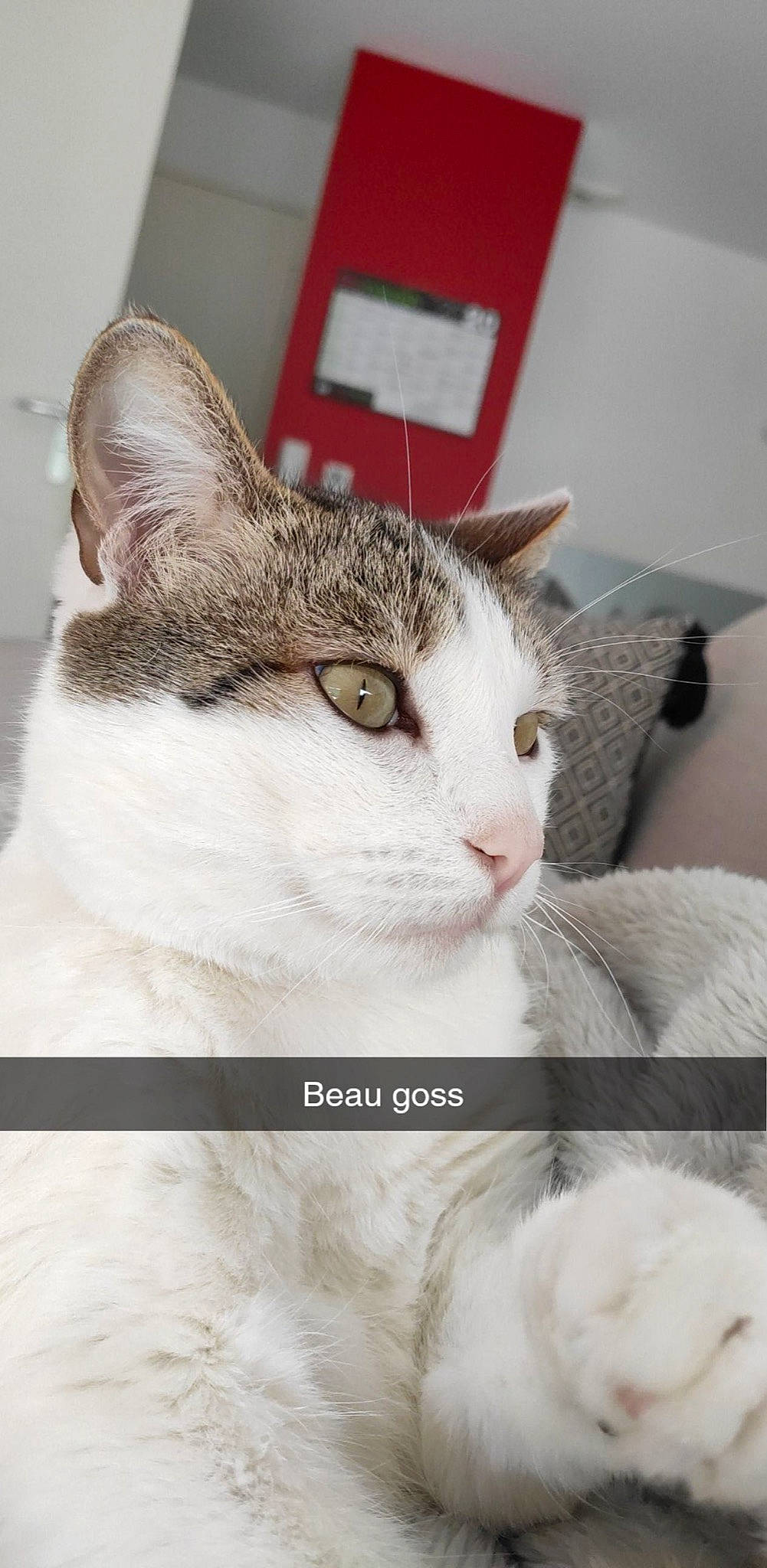 Gumball a rejoint le concours — aidez-le/la à gagner de superbes lots ! aegean_cat, american_wirehair, asian, carnivore, cat, close_up, domestic_short_haired_cat, ear, european_shorthair, felidae, kitten, mammal, photo_caption, small_to_medium_sized_cats, tabby_cat, whiskers