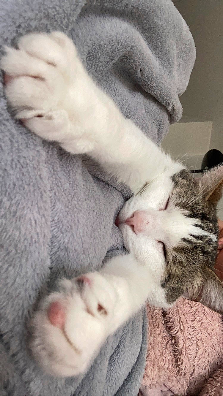 Gumball a rejoint le concours — aidez-le/la à gagner de superbes lots ! aegean_cat, carnivore, cat, claw, domestic_short_haired_cat, european_shorthair, felidae, fur, hug, kitten, leg, nap, nose, paw, polydactyl_cat, ragdoll, skin, sleep, small_to_medium_sized_cats, whiskers