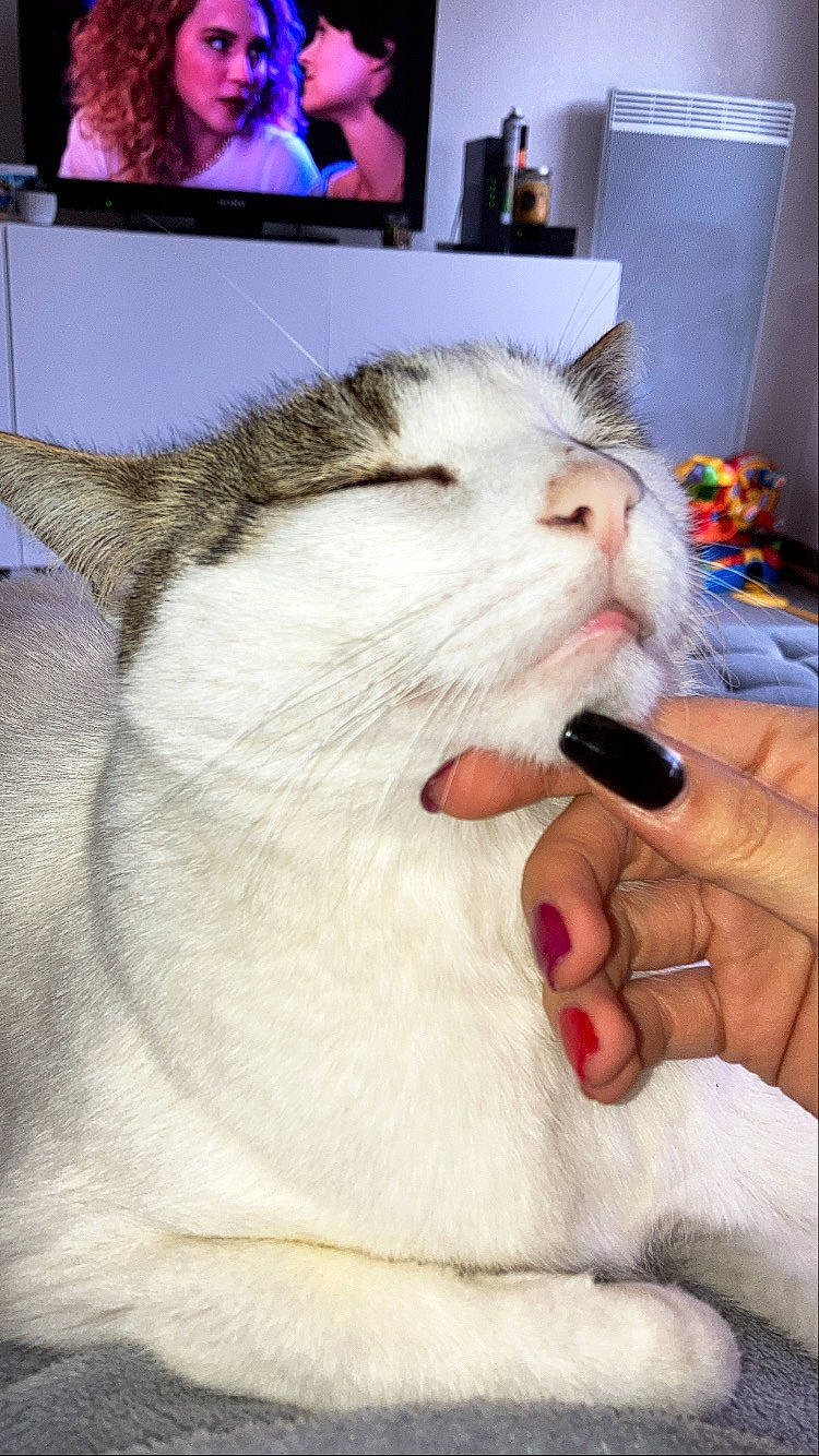 Gumball participe au concours pour gagner de l'argent avec cette photo : aegean_cat, american_curl, asian, burmilla, carnivore, cat, domestic_short_haired_cat, european_shorthair, facial_expression, felidae, jaw, kitten, mouth, nose, ragdoll, small_to_medium_sized_cats, tooth, turkish_van, whiskers, yawn