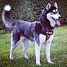 dog, husky, canine, pet, animal, grass, outdoor, harness, training, tongue_out, tail, fur, black_and_white, portrait, standing, nature, leash, garden, background, screenshot