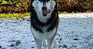 Nessy participe au concours pour gagner de l'argent avec cette photo : dog, husky, snow, outdoor, animal, pet, grass, greenery, licking_lips, heterochromia, black_and_white_fur, canine, nature, winter, fur, standing, portrait, cold, daylight, background