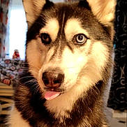 Nessy participe au concours pour gagner de l'argent avec cette photo : dog, husky, close_up, indoor, heterochromia, tongue_out, pet, animal, fur, ears, eyes, playful, cute, canine, portrait, house, curtains, warm_light, muzzle, whiskers