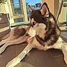 dog, siberian_husky, tongue_out, blue_eyes, pet, animal, sunlight, balcony, floor, fur, outdoor, relaxed, playful, canine, window, plant, railing, shadow, daylight, resting